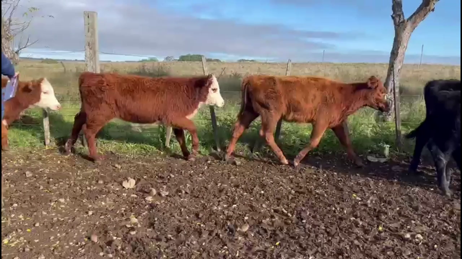 Lote TERNERAS