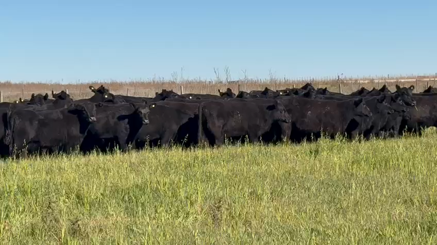Lote 65 Vaquillonas
