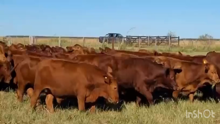 Lote 70 Terneros en Corrientes, Chavarría