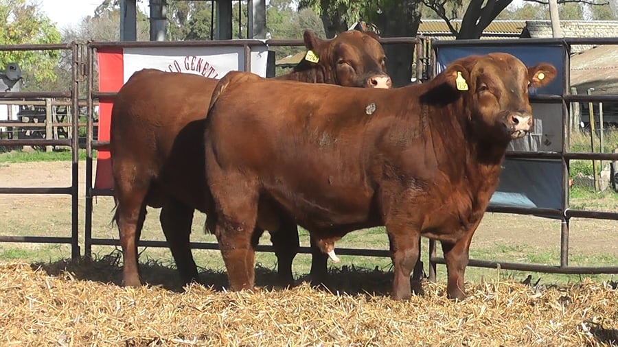 Lote TOROS ANGUS PURO DE PEDIGREE