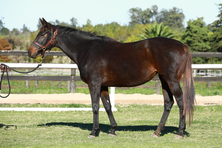 Lote ALMA GEMELA (USA)