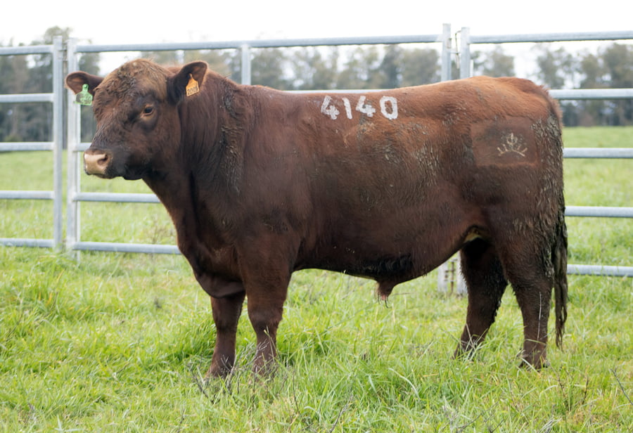 Lote ABERDEEN ANGUS SA - Angus COLORADOS