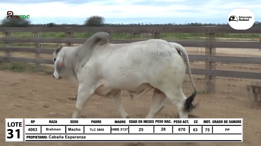 Lote Lote 31