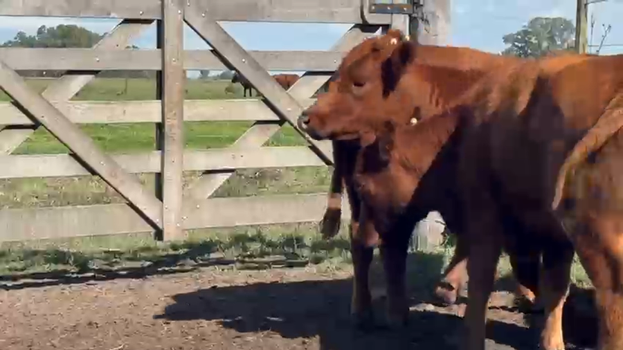 Lote 25 Vaquillonas C/ gtia de preñez en Buenos Aires, Las Flores