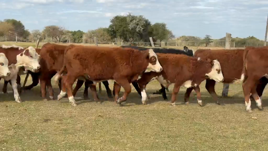 Lote 100 Terneros