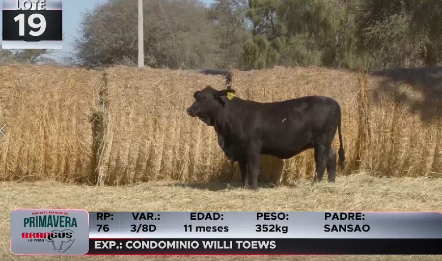 Lote LOTE 19
