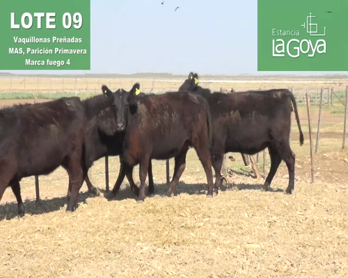 Lote VAQUILLONAS PREÑADAS MAS PARICIÓN PRIMAVERA