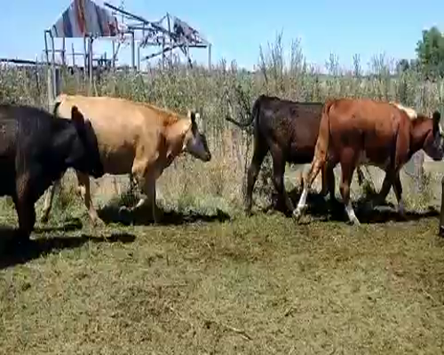 Lote 58 Novillitos en Brandsen, Buenos Aires