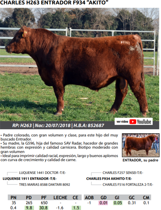 Lote TOROS PEDRIGREE
