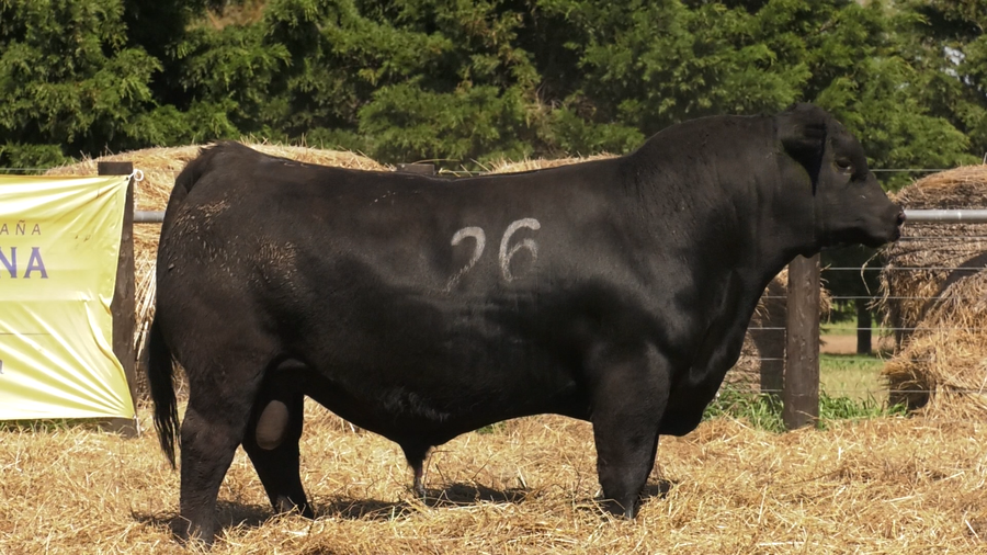 Lote TOROS ANGUS PURO CONTROLADO