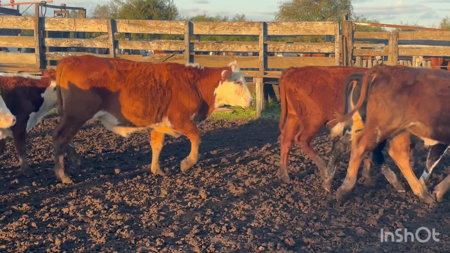 Lote 60 Terneros/as en Corrientes, Curuzu Cuatia