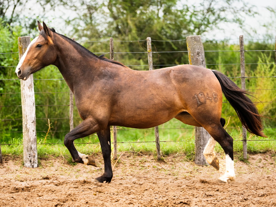 Lote Mañanera Pajarera