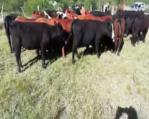 Lote 27 Vaquillonas en Villaguay, Entre Ríos