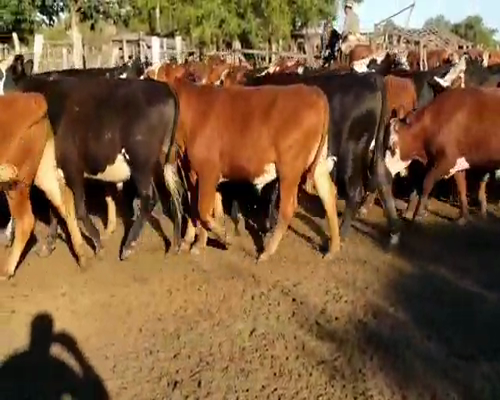 Lote 50 Novillos en Villaguay, Entre Ríos