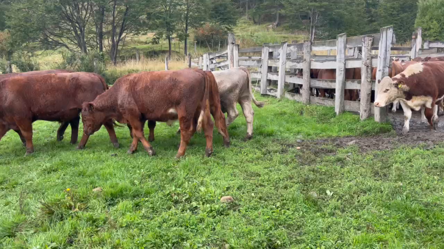 Lote 42 Novillo Engorda en Coyhaique, XI Región Aysén