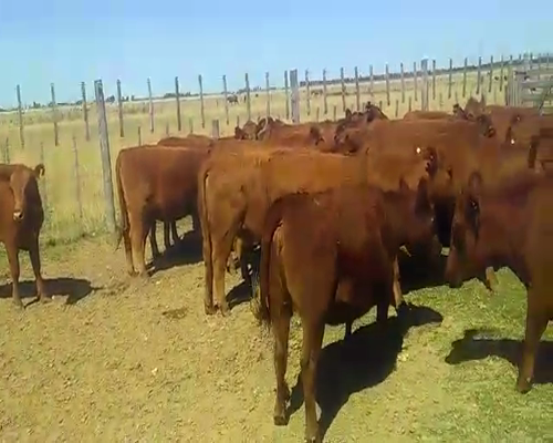 Lote 31 Vaquillonas G/P  en Navarro, Buenos Aires