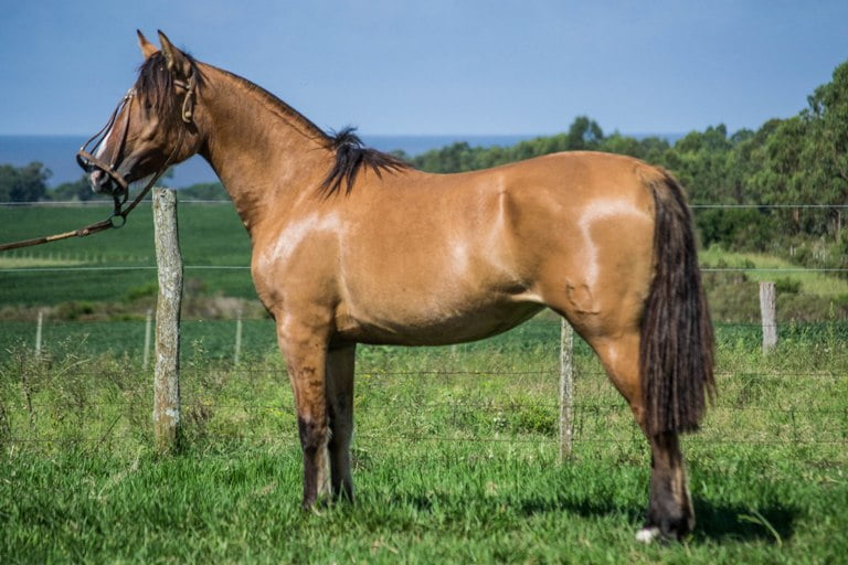 Lote CONSTANCIA TACHUELA 1766