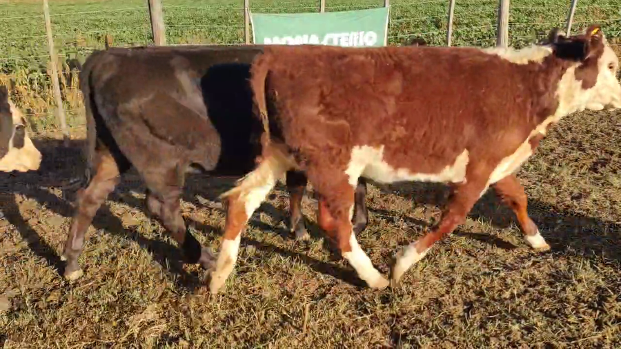 Lote 84 Terneras en Coronel Suarez