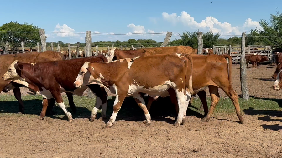 Lote 120 Terneros en Corrientes, Chavarría