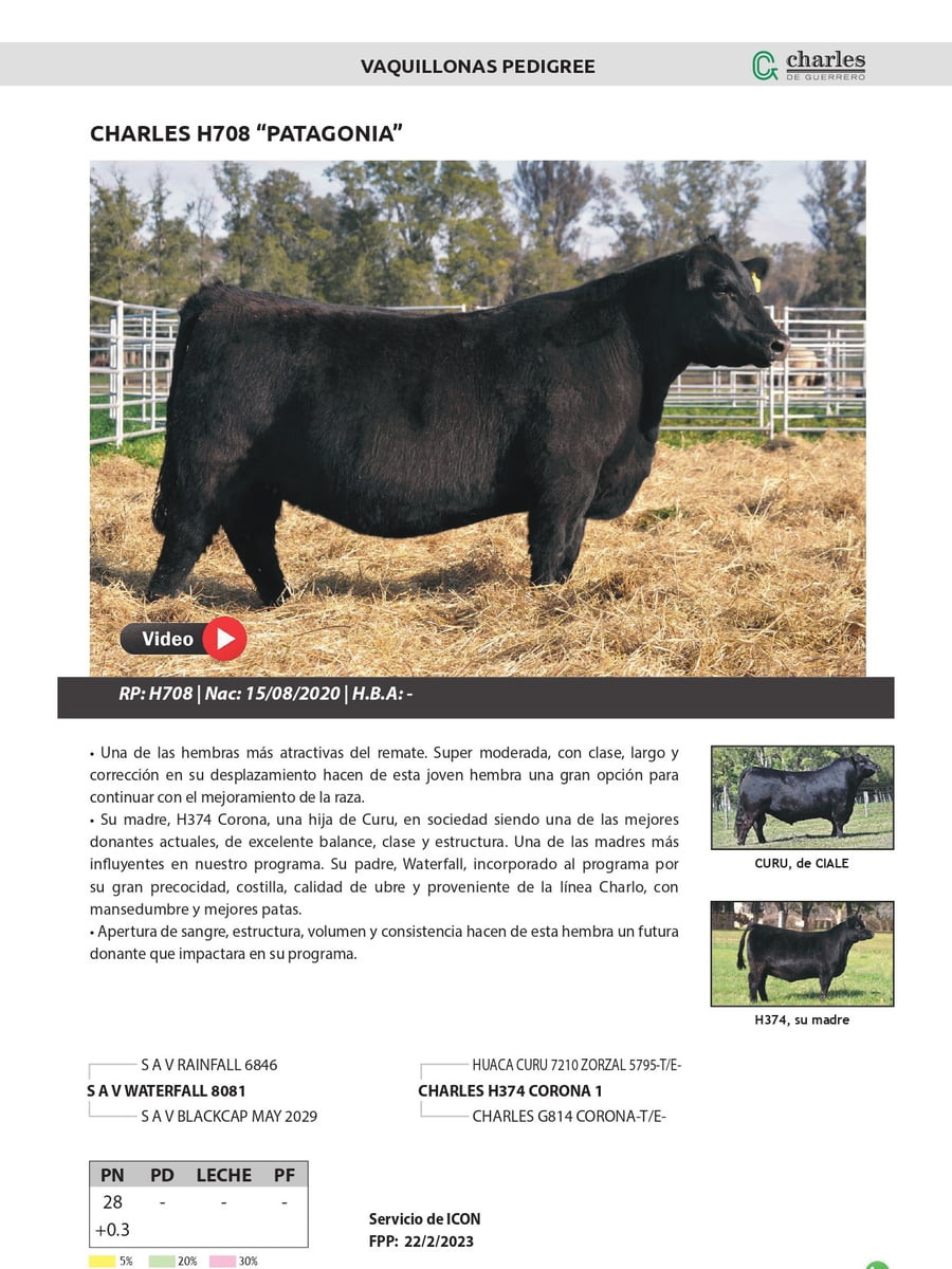 Lote VAQUILLONAS PEDIGREE