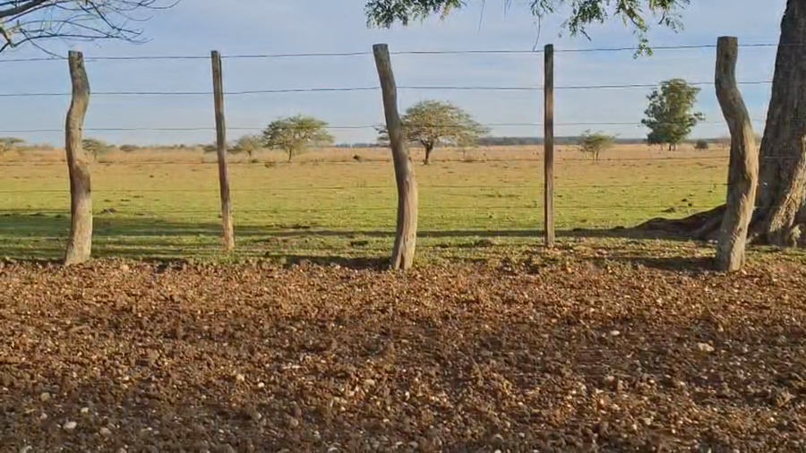 Lote 60 Vacas de invernar