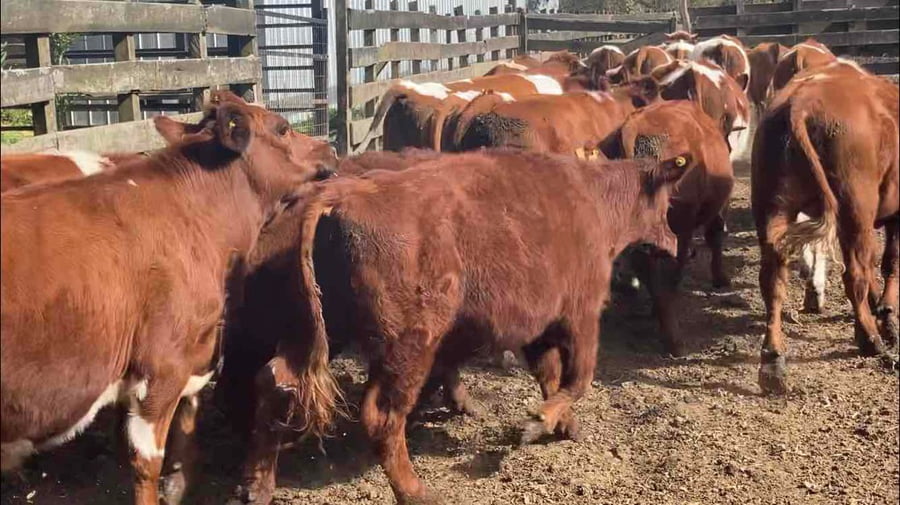 Imagen 2 del Lote Lote 32 Novillo Engorda en Osorno, X Región Los Lagos