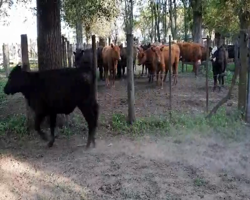 Lote 4 Terneras en Gral. Lamadrid, Buenos Aires