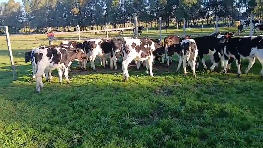 Lote 26 Terneros a remate en Pantalla Aniversario - Escritorio Camy, San José