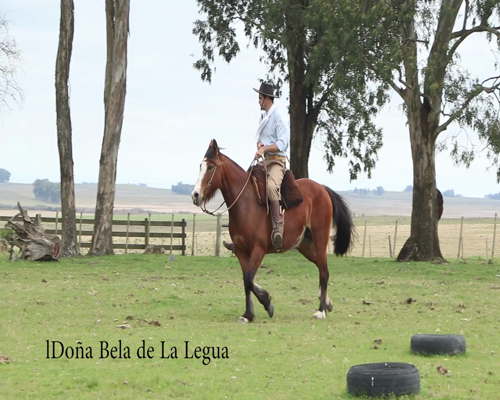 Lote DOÑABELA