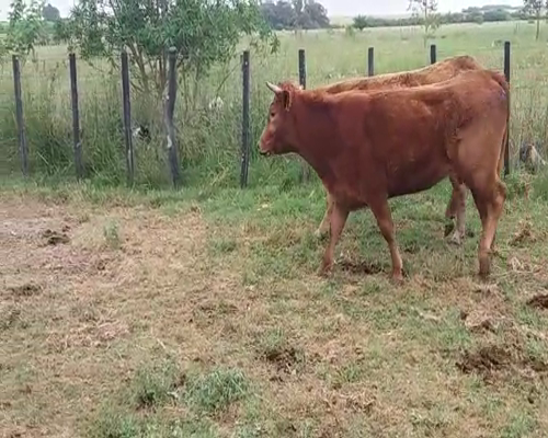 Lote (Vendido)2 Vacas de Invernada 400kg -  en VIBORAS Y VACA