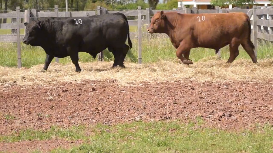 Lote 2 Toros a remate en DON PATRICIO - LIMANGUS, Salto