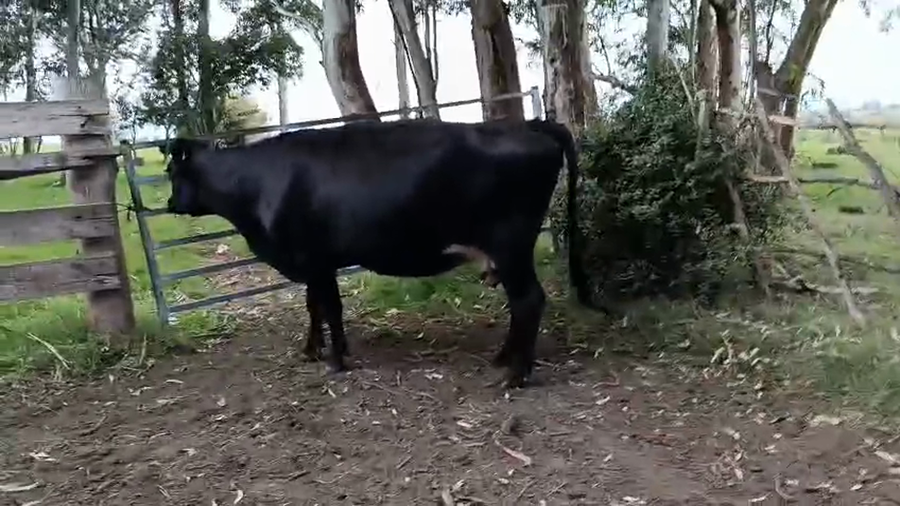 Lote Vaquillonas  a remate en Pantalla Especial de Otoño, San José