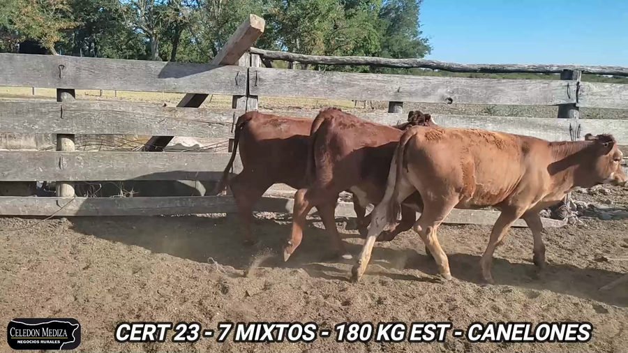 Lote 7 Terneros y Terneras en Canelones