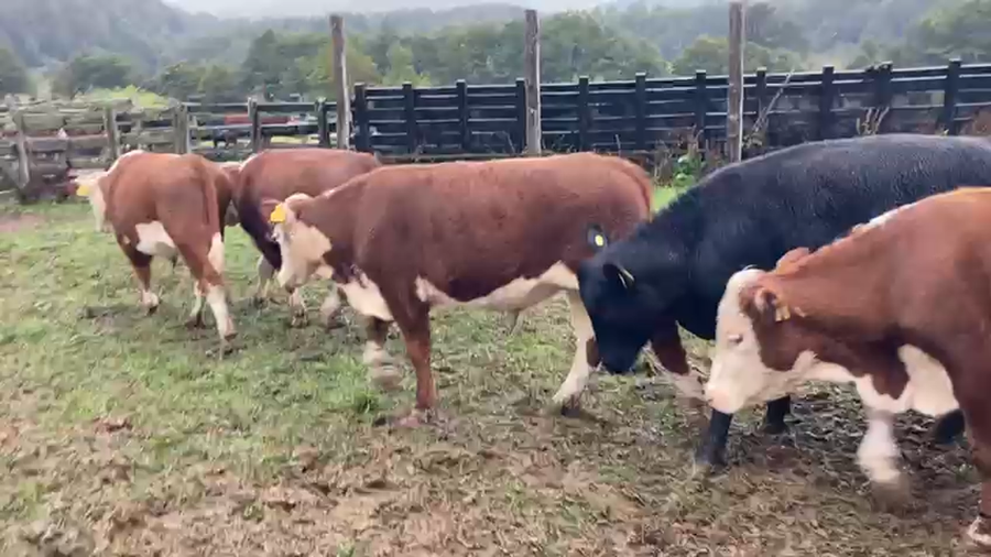 Lote 54 Novillo Engorda en Coyhaique, XI Región Aysén