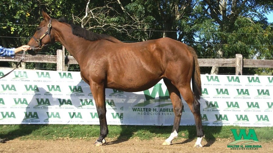 Lote HELLO AGAIN (Brz)