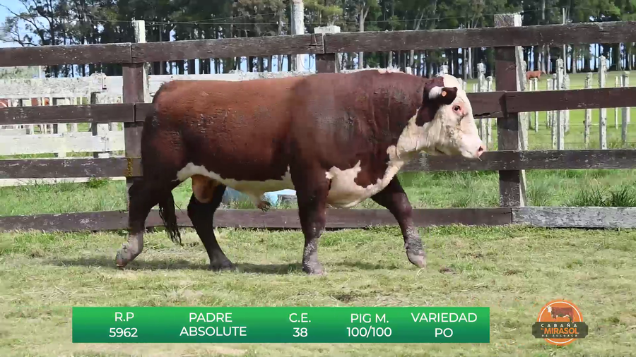 Lote TOROS P.O DE 2 AÑOS