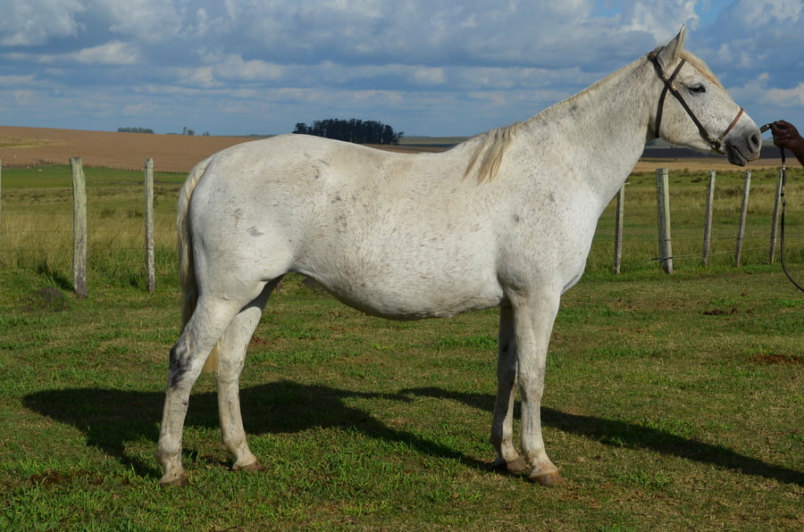 Lote ZAMORA 1