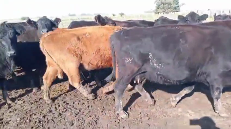 Lote 35 Vacas de invernar