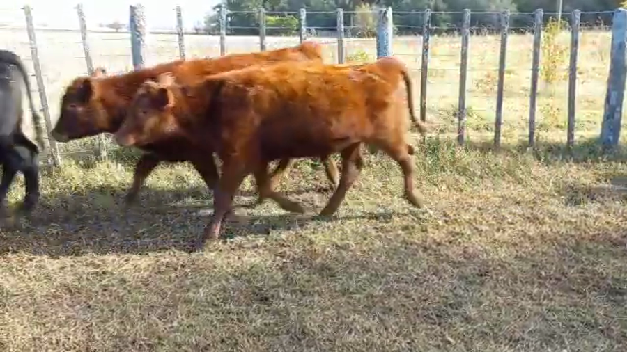 Lote 35 Terneros en Pirovano, Buenos Aires