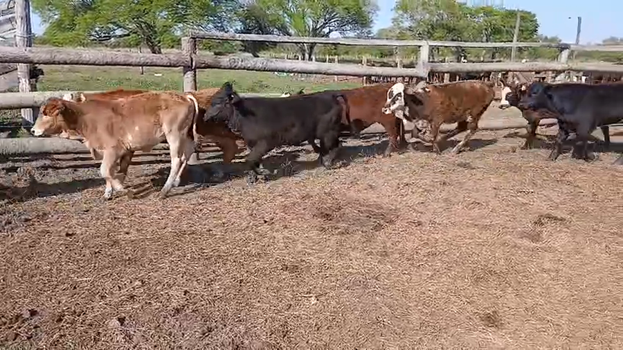 Lote 70 Terneros/as
