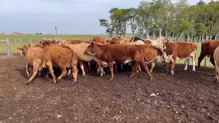 Lote VIENTRES PREÑADOS