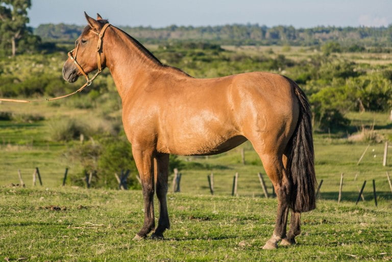 Lote CONSTANCIA RESOLONA 1681