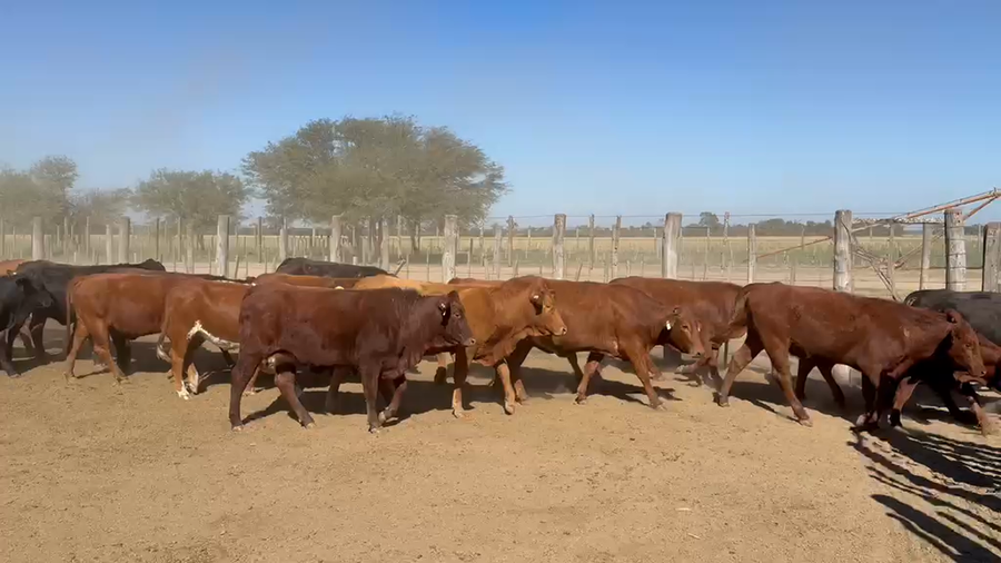 Lote 90 Vaquillonas preñadas