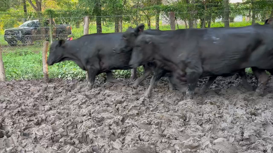 Lote 36 Vacas nuevas C/ gtia de preñez en Misión San Fco., Formosa