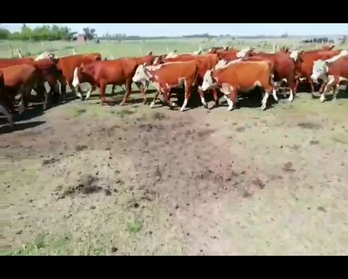 Lote 67 Terneros/as en Villaguay, Entre Ríos