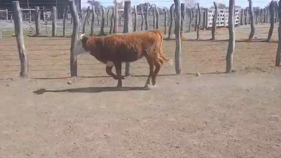 Lote 140 Terneras