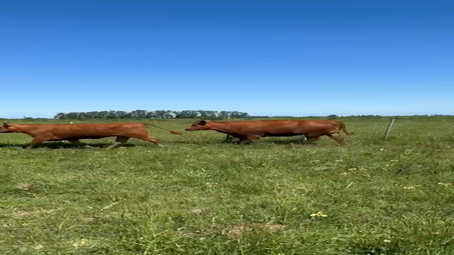 Lote 46 Vaca Exportacion