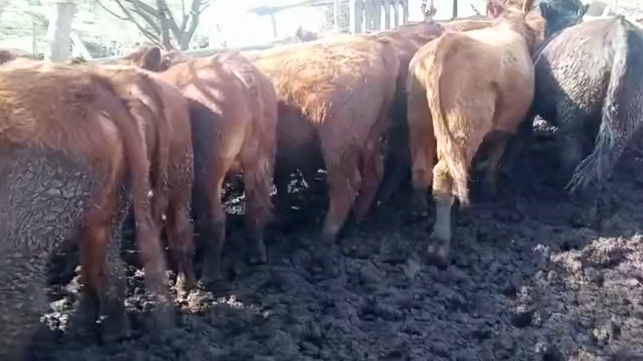 Lote 38 Novillo Engorda en Petorca, V  Región Valparaíso