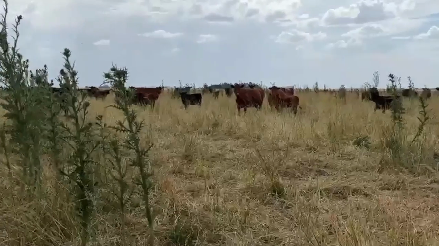 Lote 150 Terneros A TÉRMINO en Gral. Lamadrid