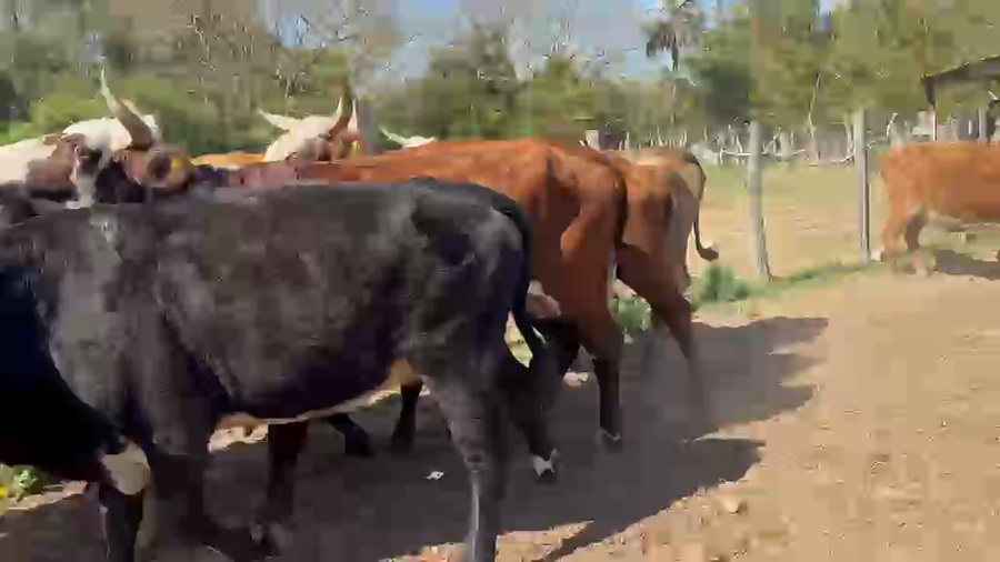 Lote 32 Vacas de invernar en Corrientes, Lavalle